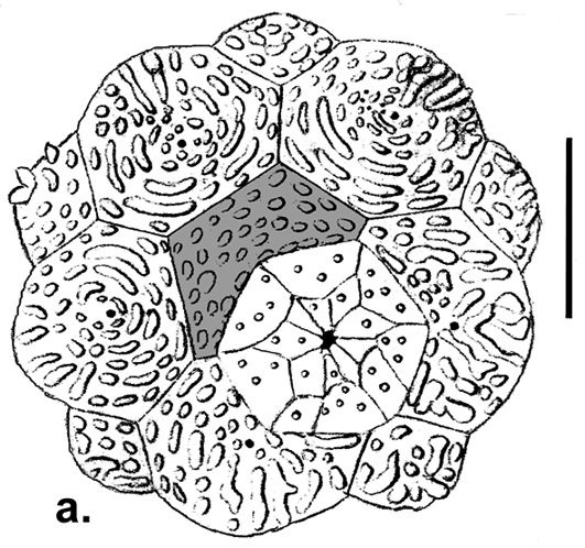 Salenocidaris varispina (apical disc)