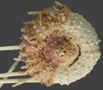 Salenocidaris varispina (oral)