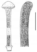 Aceste bellidifera (spines)