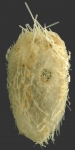 Aeropsis rostrata (oral)