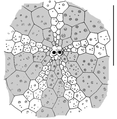 Palaeobrissus hilgardi (adapical area)