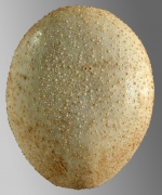 Palaeobrissus hilgardi (aboral)