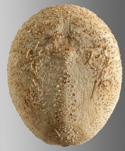 Palaeobrissus hilgardi (oral)