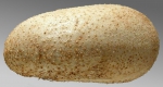 Palaeobrissus hilgardi (lateral)