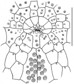 Palaeobrissus hilgardi (peristomial area)