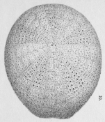 Palaeobrissus hilgardi (Blake Expedition)