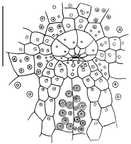 Palaeotropus josephinae (peristomial area)