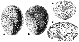 Palaeotropus josephinae (test)