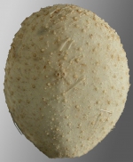 Palaeotropus josephinae (aboral)