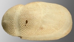 Brissopsis atlantica (lateral)