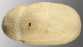 Echinodermata (echinoderms)