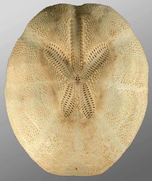 Brissopsis atlantica (aboral)