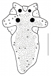 Brissopsis lyrifera (apical system)