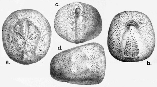 Hemiaster gibbosus (Challenger Expedition)