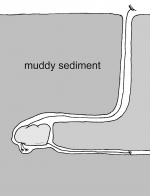 Burrowing of Echinocardium cordatum