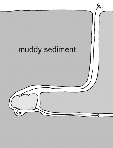 Burrowing of Echinocardium cordatum