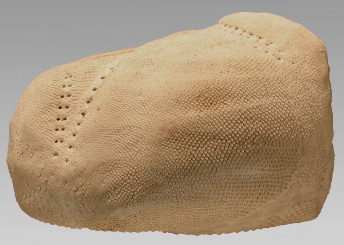 Echinocardium cordatum (lateral) Echinocardium cordatum (lateral)