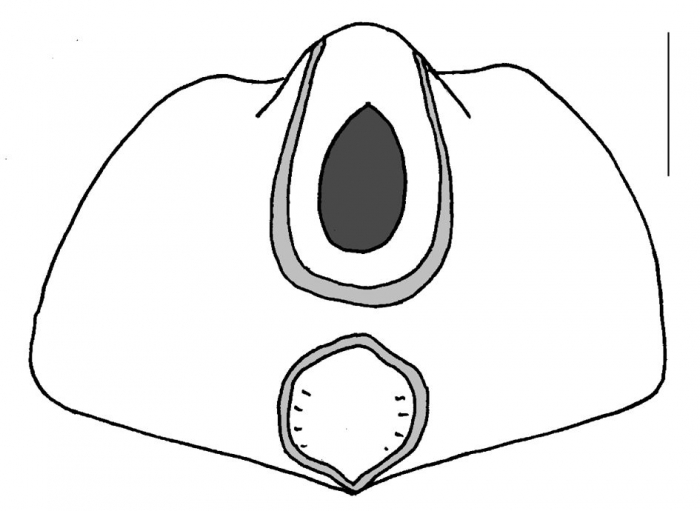 Echinocardium cordatum (posterior)
