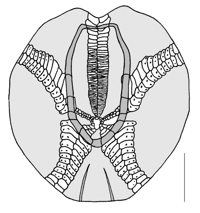 Echinocardium cordatum (aboral plating)