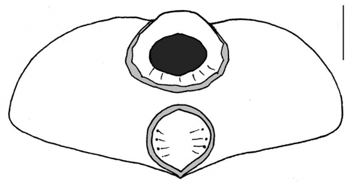 Echinocardium fenauxi (posterior)