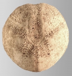 Echinocardium flavescens (aboral)