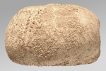Echinocardium flavescens (lateral)