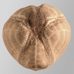 Echinocardium mediterraneum (test, aboral)