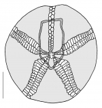 Echinocardium pennatifidum (aboral plating)