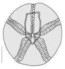 Echinocardium pennatifidum (aboral plating)