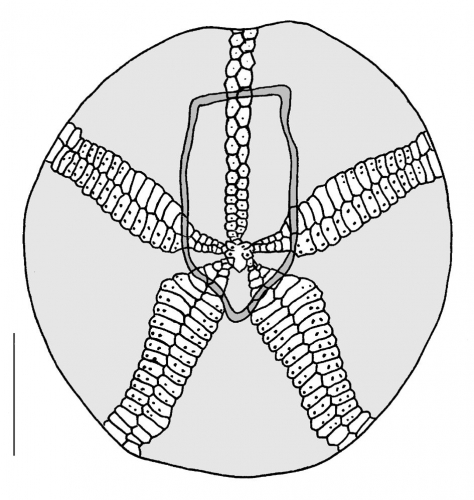 Echinocardium pennatifidum (aboral plating)
