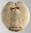 Spatangus purpureus (oral)
