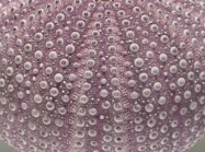 Sphaerechinus granularis (interambulacrum + ambulacrum)