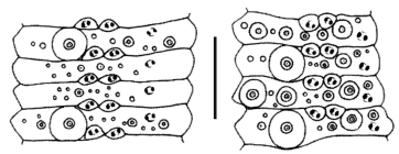 Araeosoma fenestratum (ambulacral plates)