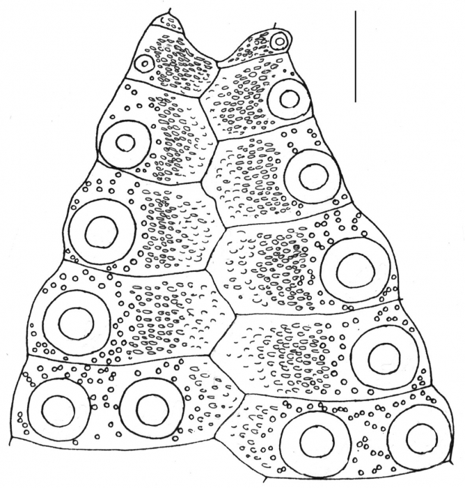 Arbacia punctulata (interambulacrum)