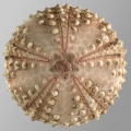 Echinodermata (echinoderms)