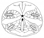 Mellita quinquiesperforata (oral)