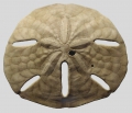 Echinodermata (echinoderms)