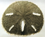 Mellita quinquiesperforata (aboral)