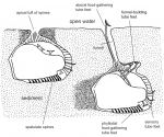 Moira atropos (burrowing, schematic)