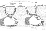 Moira atropos (burrowing, schematic)