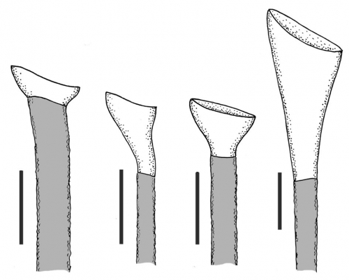 Echinothuriidae (ends of oral primary spines)