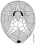 Brachysternaster (oral plating)