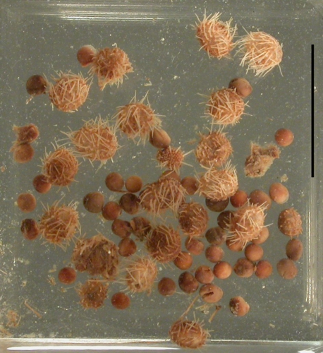 Brachysternaster (juveniles + eggs)