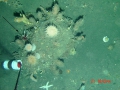 Echinodermata (echinoderms)