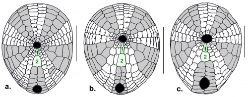 Cystechinus (oral)