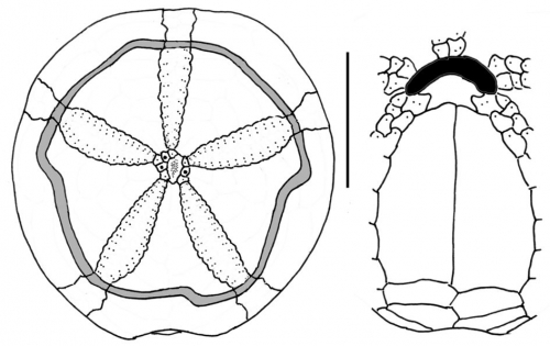 Abatus agassizii (male)