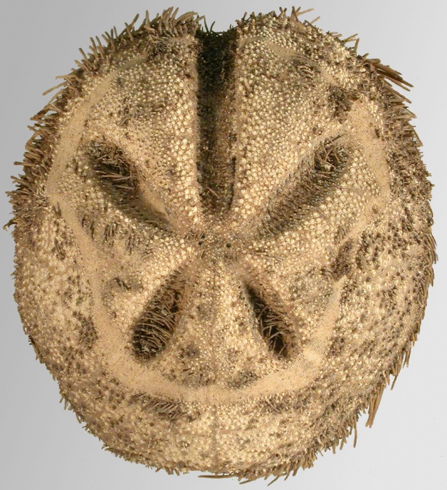Abatus cavernosus (aboral)