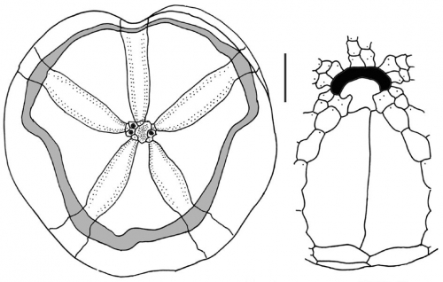 Abatus cavernosus (aboral + peristomial region)