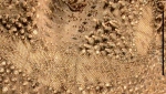 Abatus cavernosus (marginal fasciole)