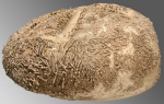 Abatus cavernosus (lateral)